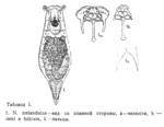 Resticula melandoca