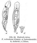 Resticula melandoca