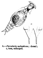 Resticula melandoca - Original description image
