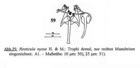 Resticula nyssa