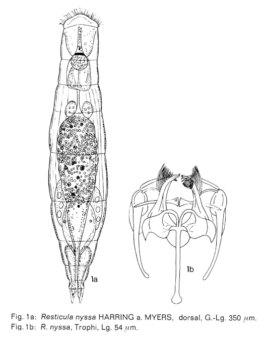 Resticula nyssa Resticula nyssa