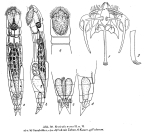 Resticula nyssa