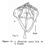 Resticula nyssa