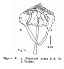 Resticula nyssa