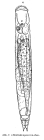 Resticula nyssa