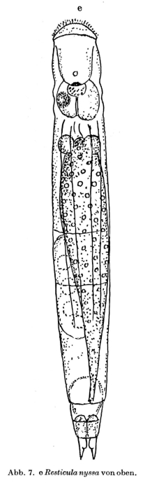 Resticula nyssa Resticula nyssa