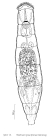 Resticula nyssa