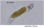 Resticula nyssa