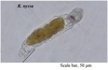 Resticula nyssa