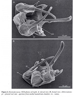 Resticula nyssa