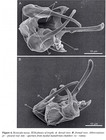 Resticula nyssa