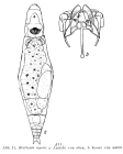 Resticula nyssa