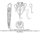Resticula nyssa