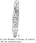 Resticula nyssa