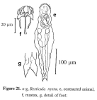 Resticula nyssa