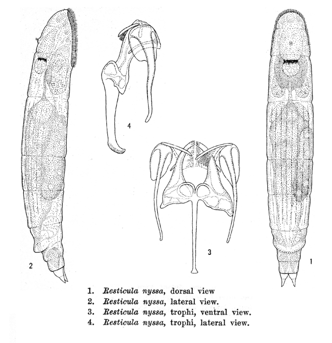 Resticula nyssa - Original description image