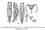 Resticula plicata
