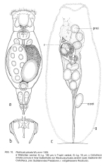 Resticula plicata