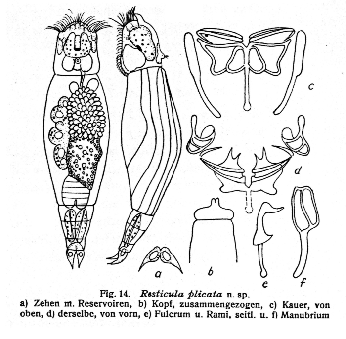 Resticula plicata - Original description image