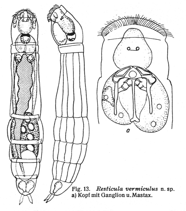 Resticula vermiculus Resticula vermiculus