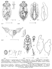 Rhinoglena fertoeensis