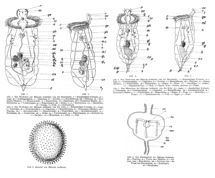 Rhinoglena fertoeensis - Original description image