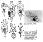 Rhinoglena frontalis
