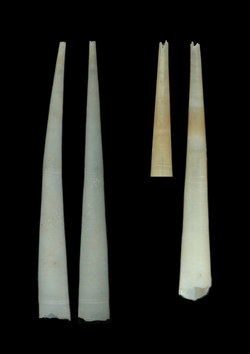 Fustiaria gruveli (Dautzenberg, 1910) Fustiaria gruveli (Dautzenberg, 1910)