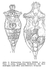 Rhinoglena frontalis