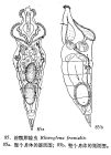 Rhinoglena frontalis