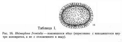 Rhinoglena frontalis