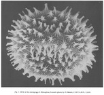 Rhinoglena frontalis