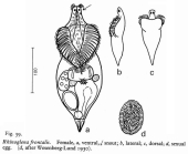 Rhinoglena frontalis