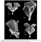 Rhinoglena frontalis