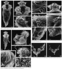 Rhinoglena frontalis