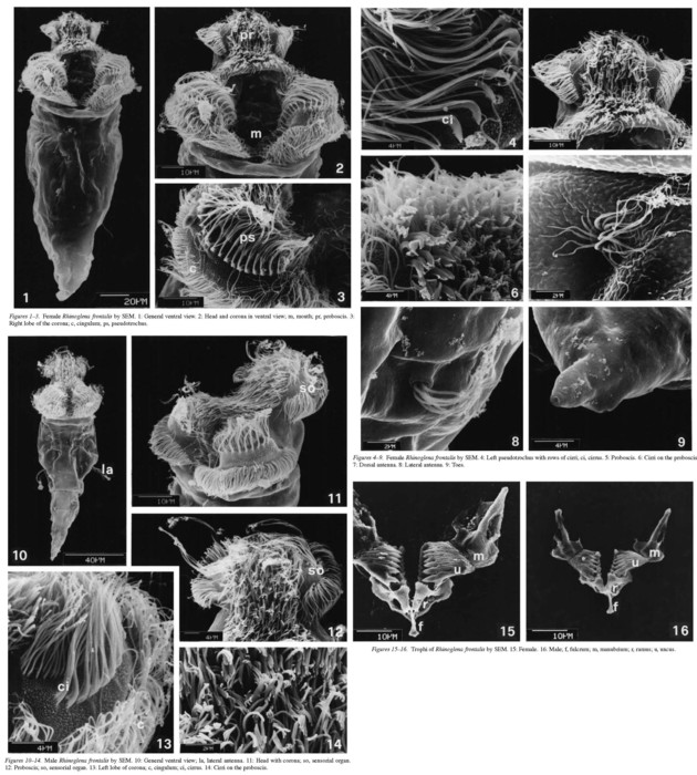 Rhinoglena frontalis Rhinoglena frontalis