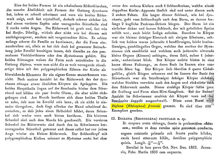 Rhinoglena frontalis - Original description image