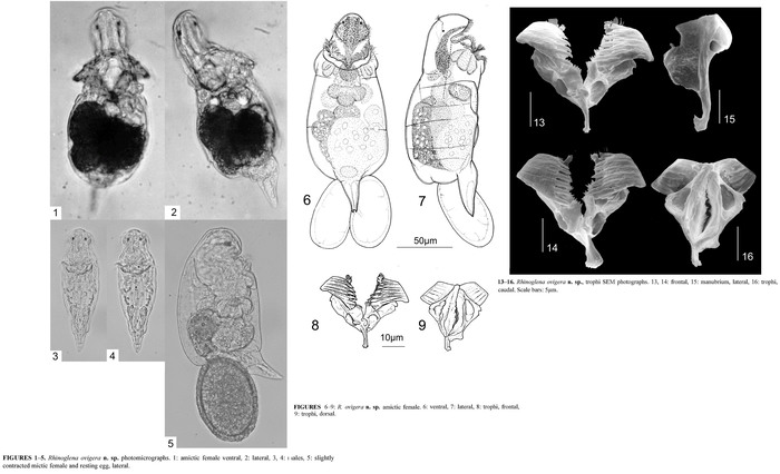 Rhinoglena ovigera - Original description image