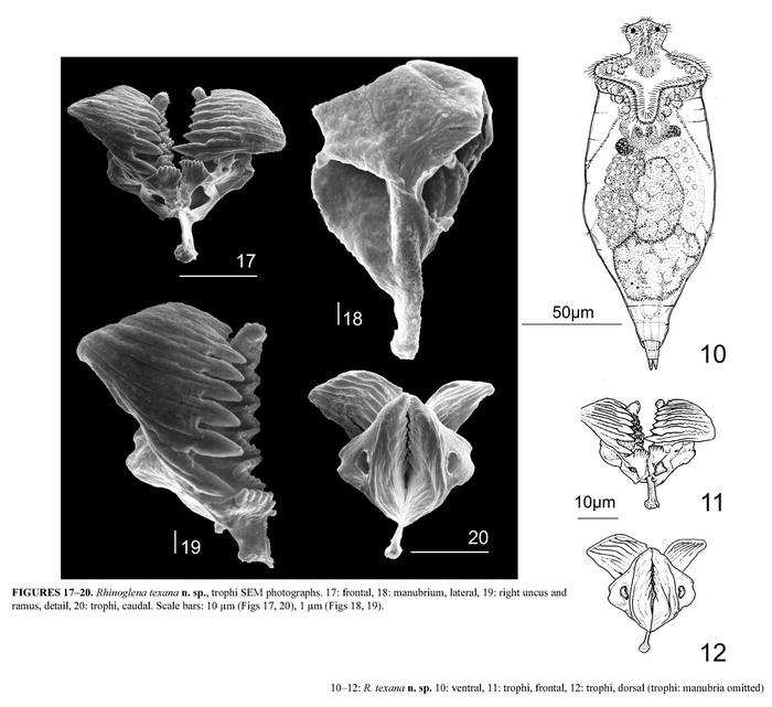 Rhinoglena texana - Original description image