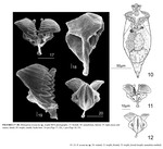 Rhinoglena texana