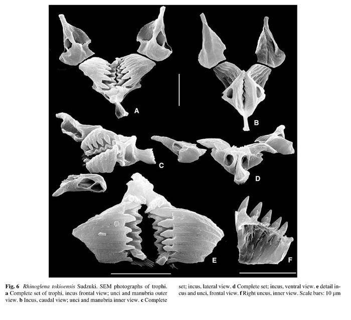 Rhinoglena tokioensis Rhinoglena tokioensis