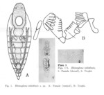 Rhinoglena tokioensis - Original description image