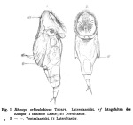 Rhinops orbiculodiscus