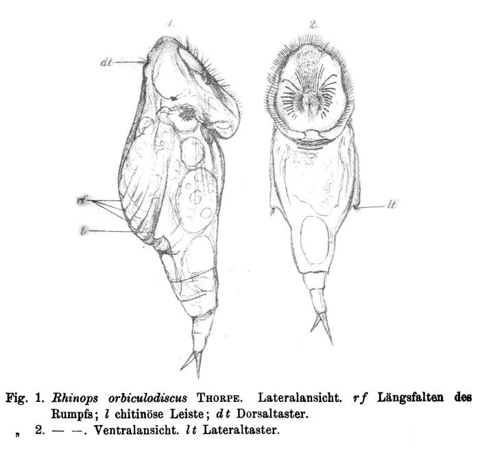 Rhinops orbiculodiscus Rhinops orbiculodiscus