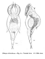Rhinops orbiculodiscus - Original description image