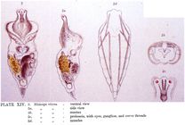Rhinops vitreus