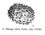 Rhinops vitreus
