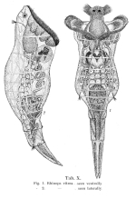 Rhinops vitreus