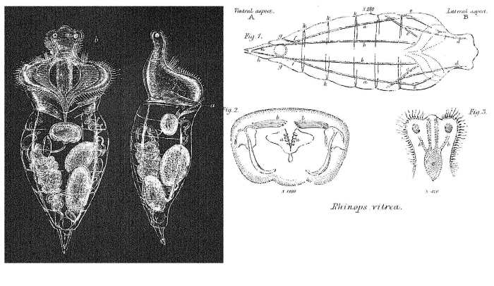 Rhinops vitreus - Original description image