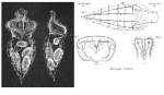 Rhinops vitreus